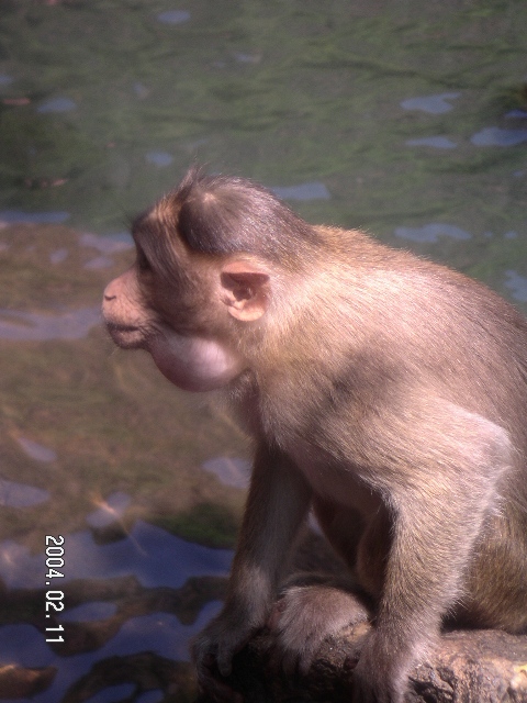 Indien 074.jpg
